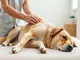 manuelle-lymphdrainage-beim-hund-so-funktionierts