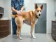 patella-einrenken-beim-hund-wann-und-warum-es-wichtig-ist